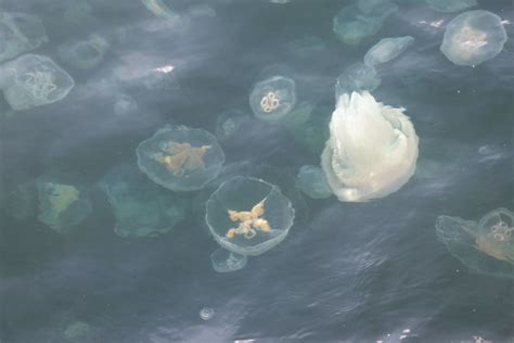 M­a­r­m­a­r­a­ ­D­e­n­i­z­i­­n­d­e­ ­d­e­n­i­z­a­n­a­s­ı­ ­i­s­t­i­l­a­s­ı­